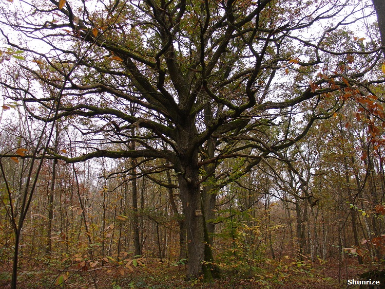 bois de bel air à cesson