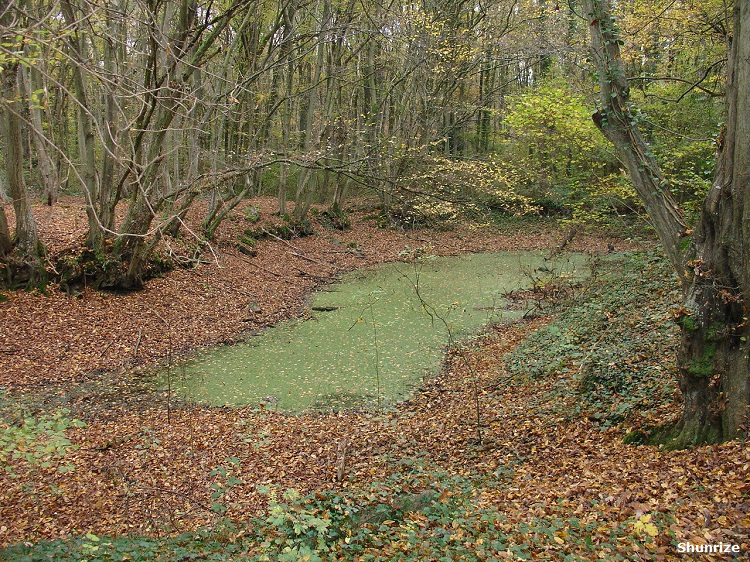 mare bois de bel air