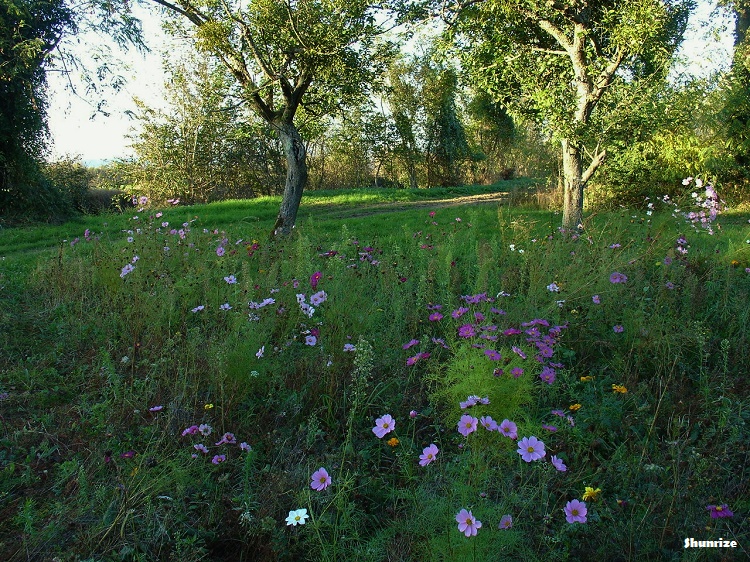fleurs chemin du petit bois