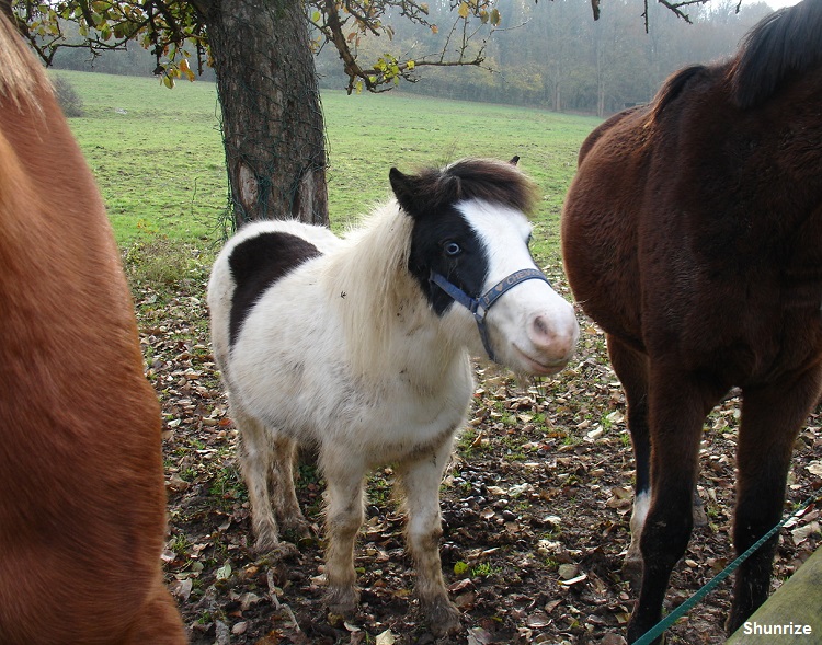 poney du haras du Moulin de Marangis