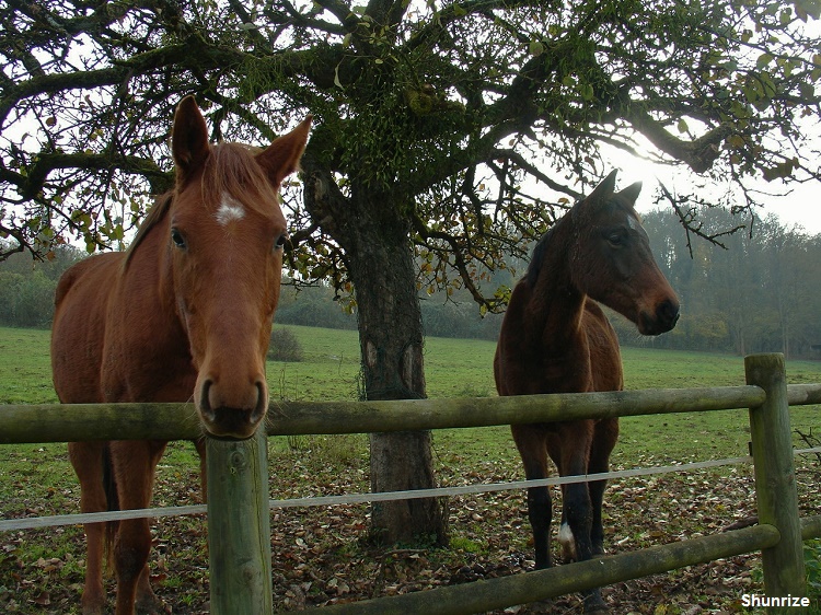 chevaux du haras du Moulin de Marangis