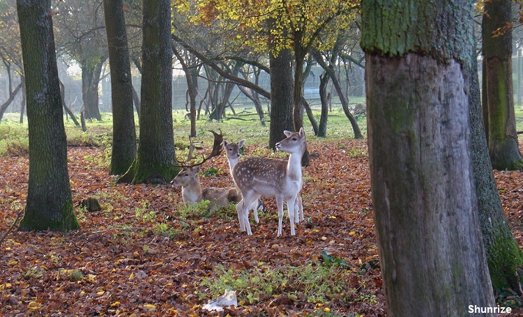 daims à Le Panorama