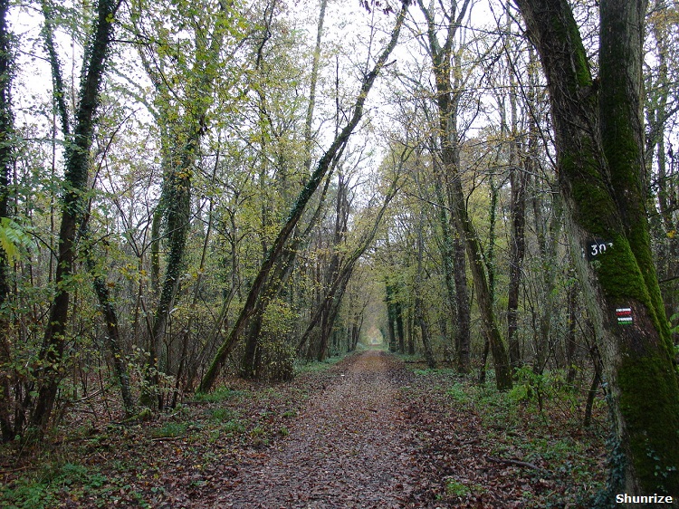 Forêt de Fontainebleau à Fontaine-le-Port