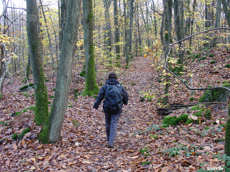 forêt de champagne