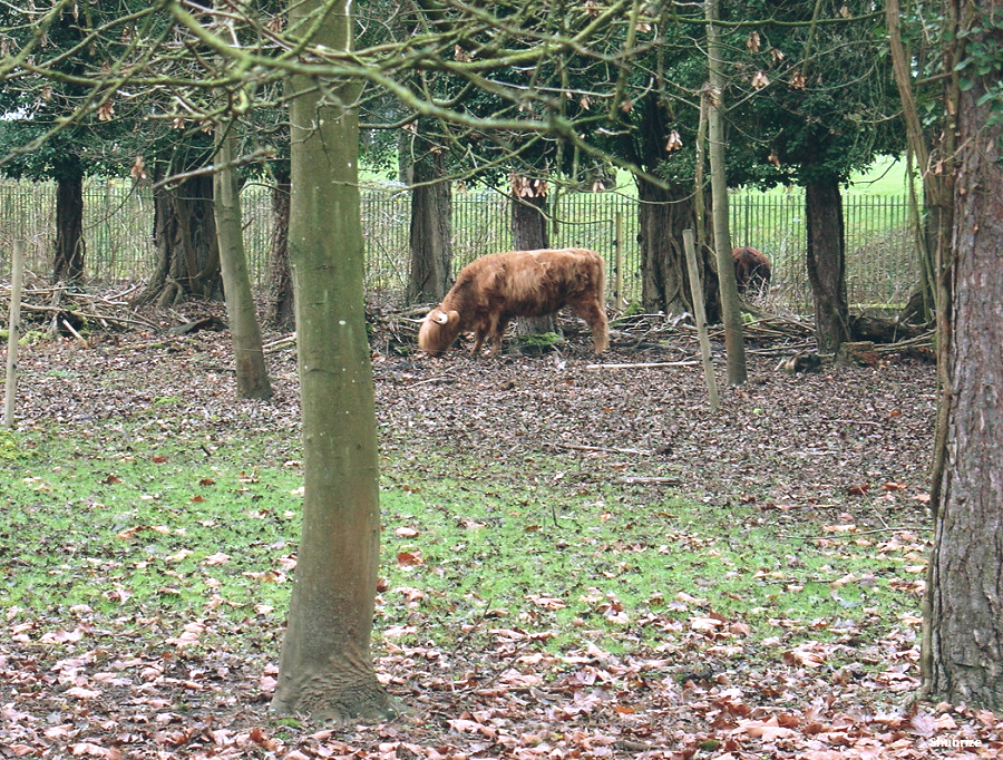 vaches Highland Cattle sur lîle Panchout