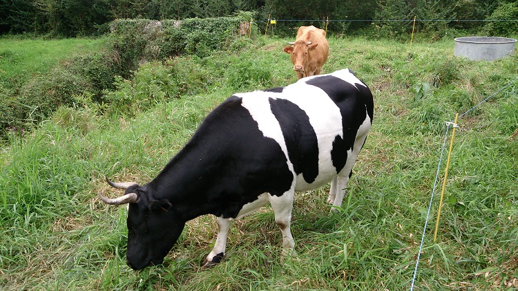 vaches canal de l'ourcq