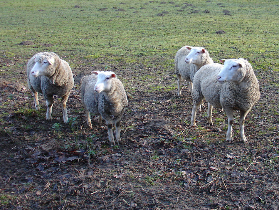 moutons à la Vallée aux loups