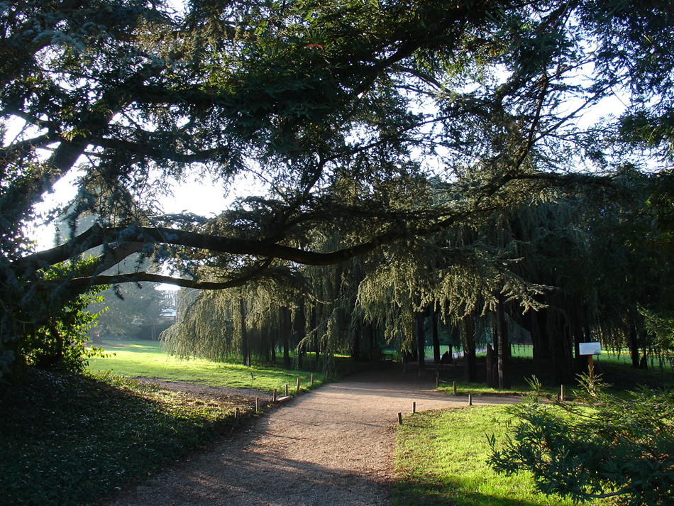cèdre bleu arboretum de la vallée aux loups