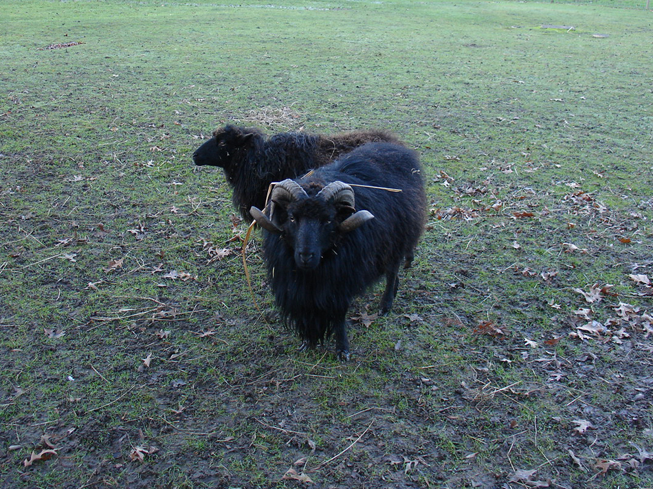 moutons de l'arboretum de la vallée aux loups