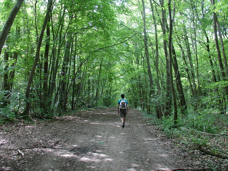 bois de beuron