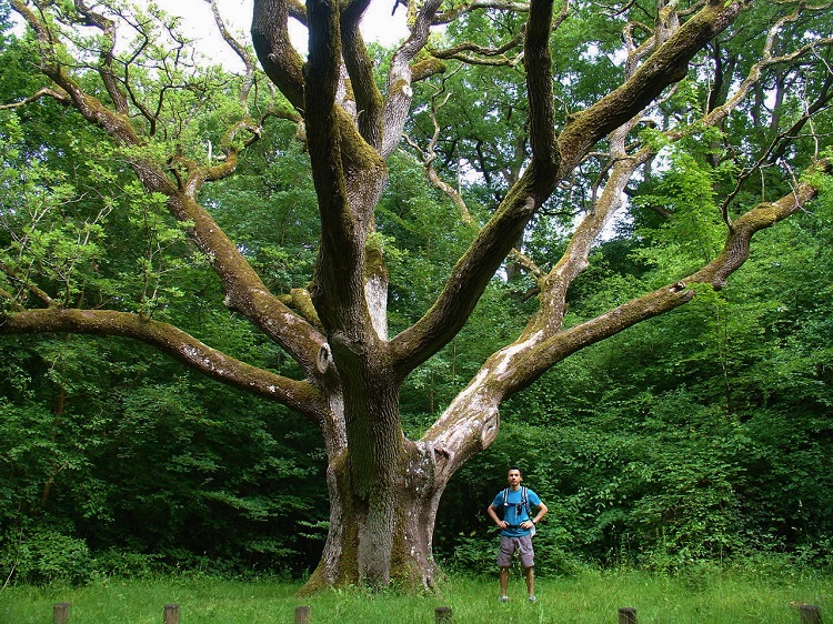 Chêne Mademoiselle dans la forêt de Rosny