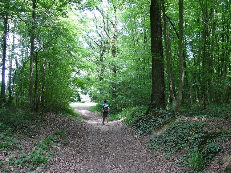 bois des terriers