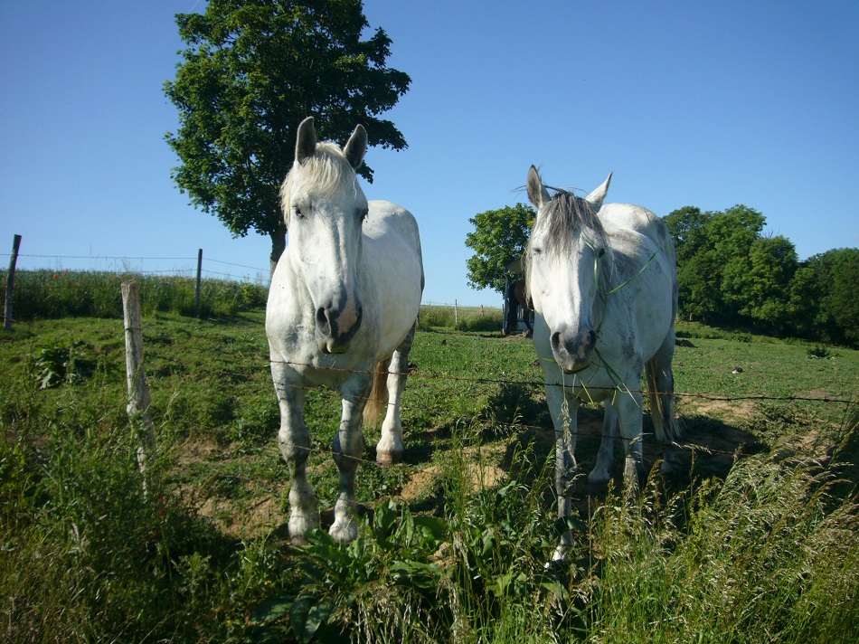 chevaux à Brasseuil