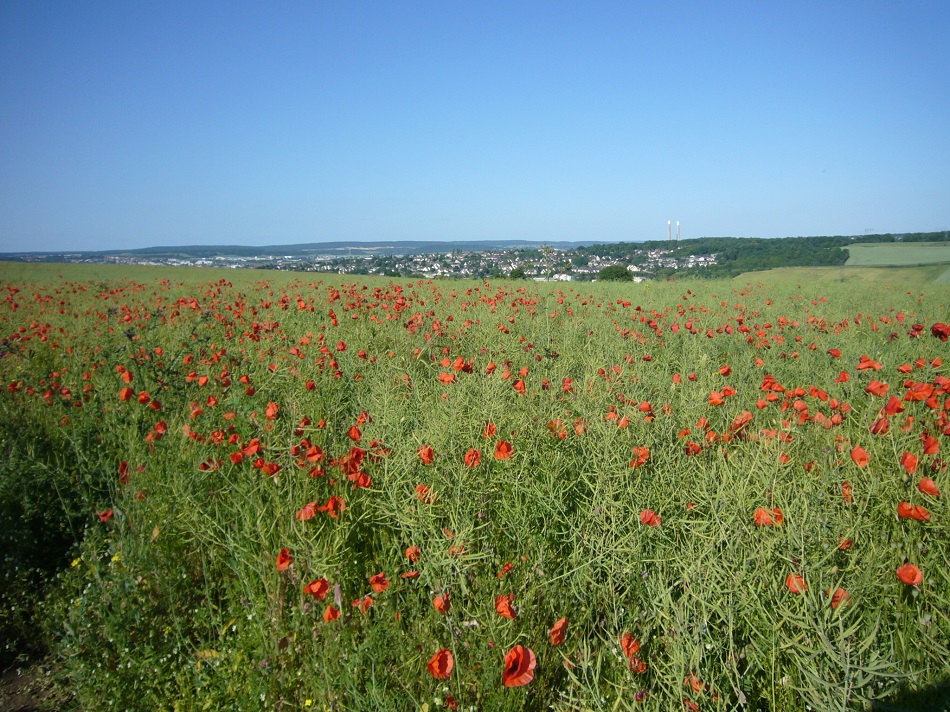 champs de coquelicots à Brasseuil