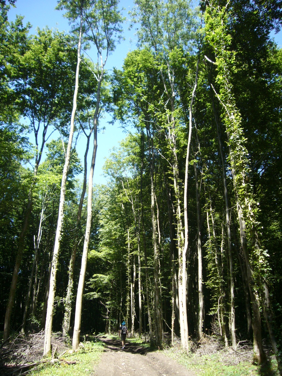 Bois de Mézerolles