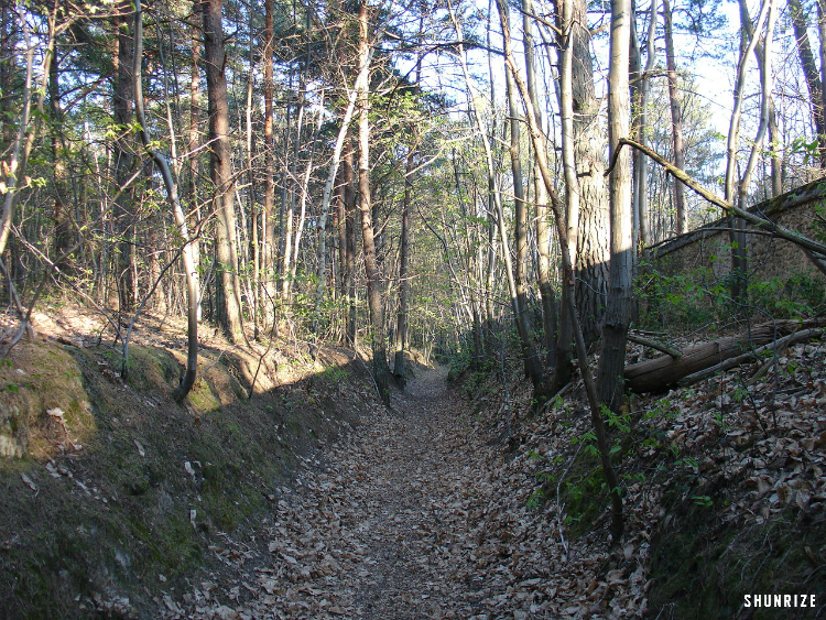 Bois du Boulay à Breuillet