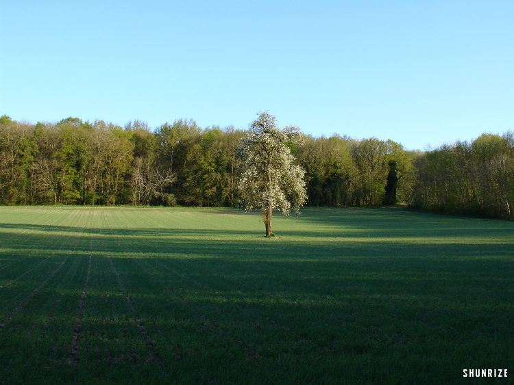 Bois des Herbages à Saint-Chéron