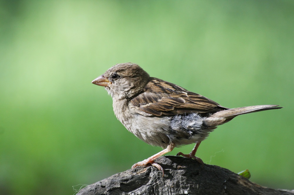 moineau près de la rivière Akerselva