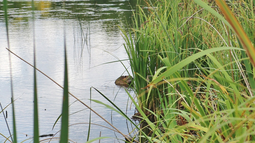 castor à l’étang du Moulin à Renard à Guyancourt