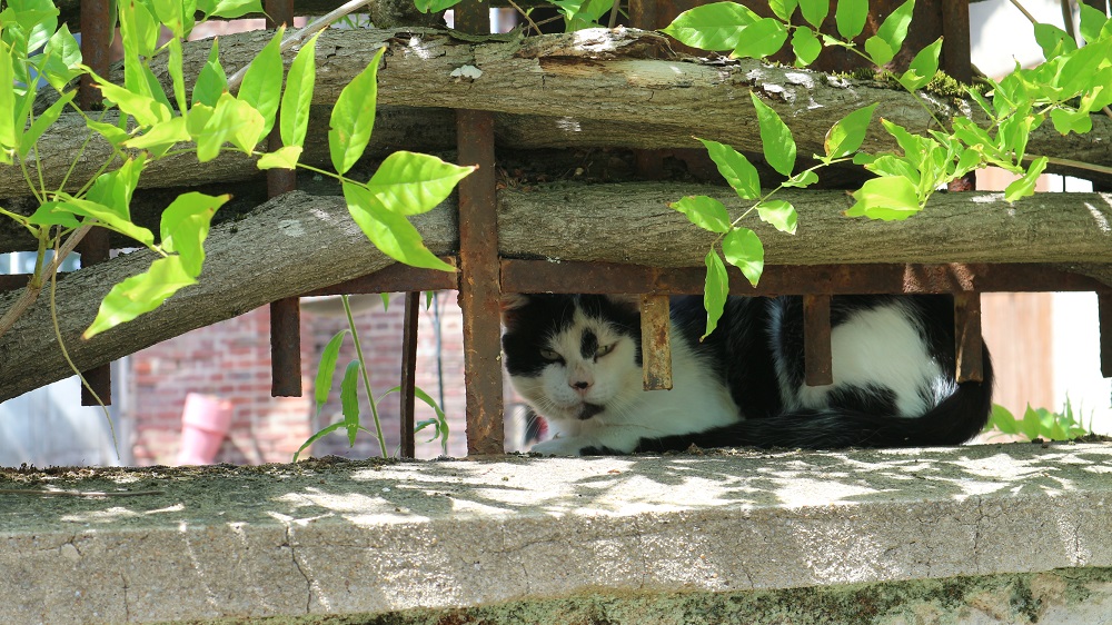chat dans l'impasse du bassin du Vieux-Pays de Goussainville