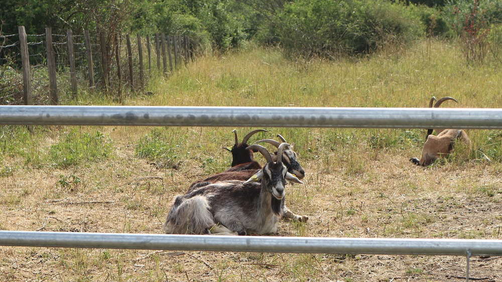 chèvres du parc Jean-moulin-les-guilands à Montreuil