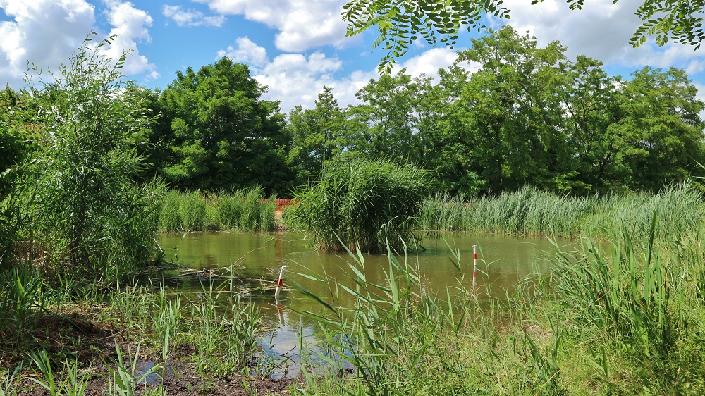 étang du parc des Beaumonts à Montreuil