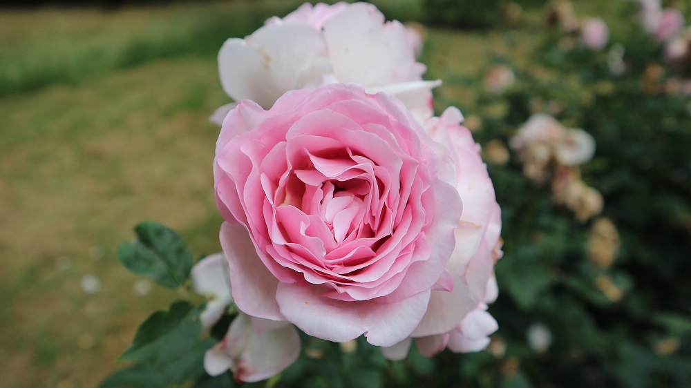roses du parc Montreau à Montreuil