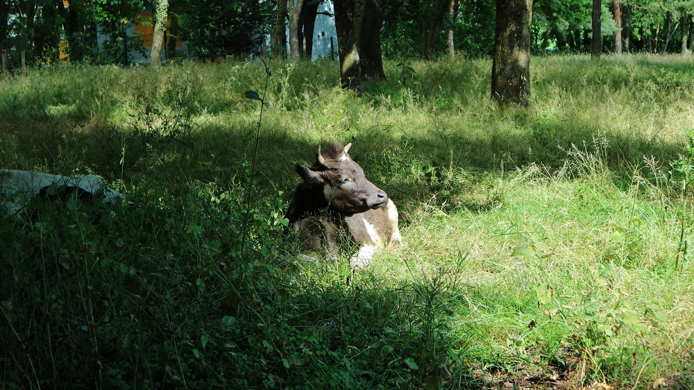 vaches du parc Montreau à Montreuil