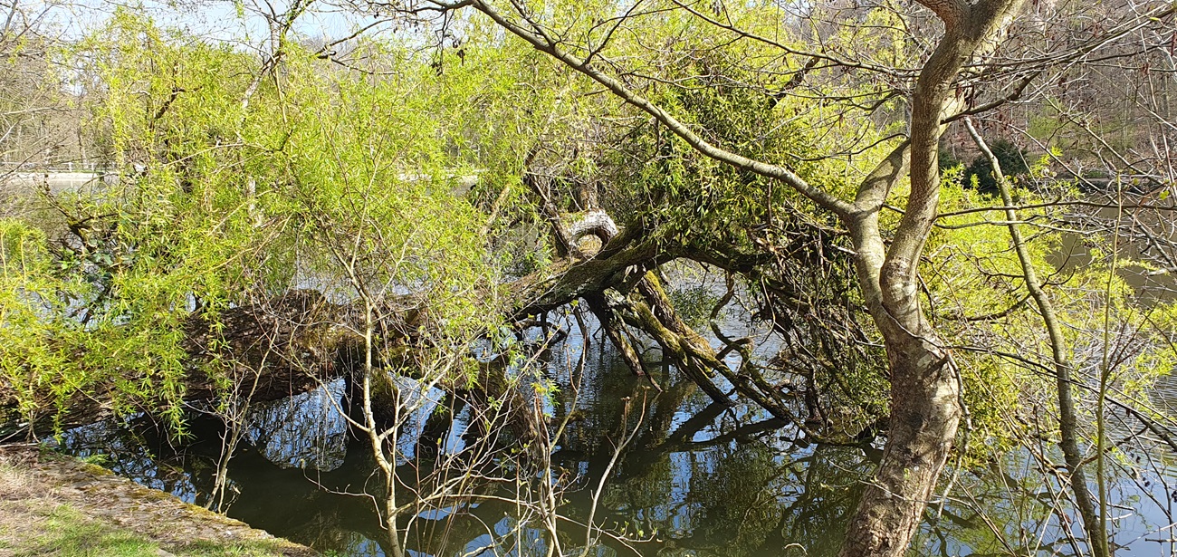 saule étang de Saint cucufa